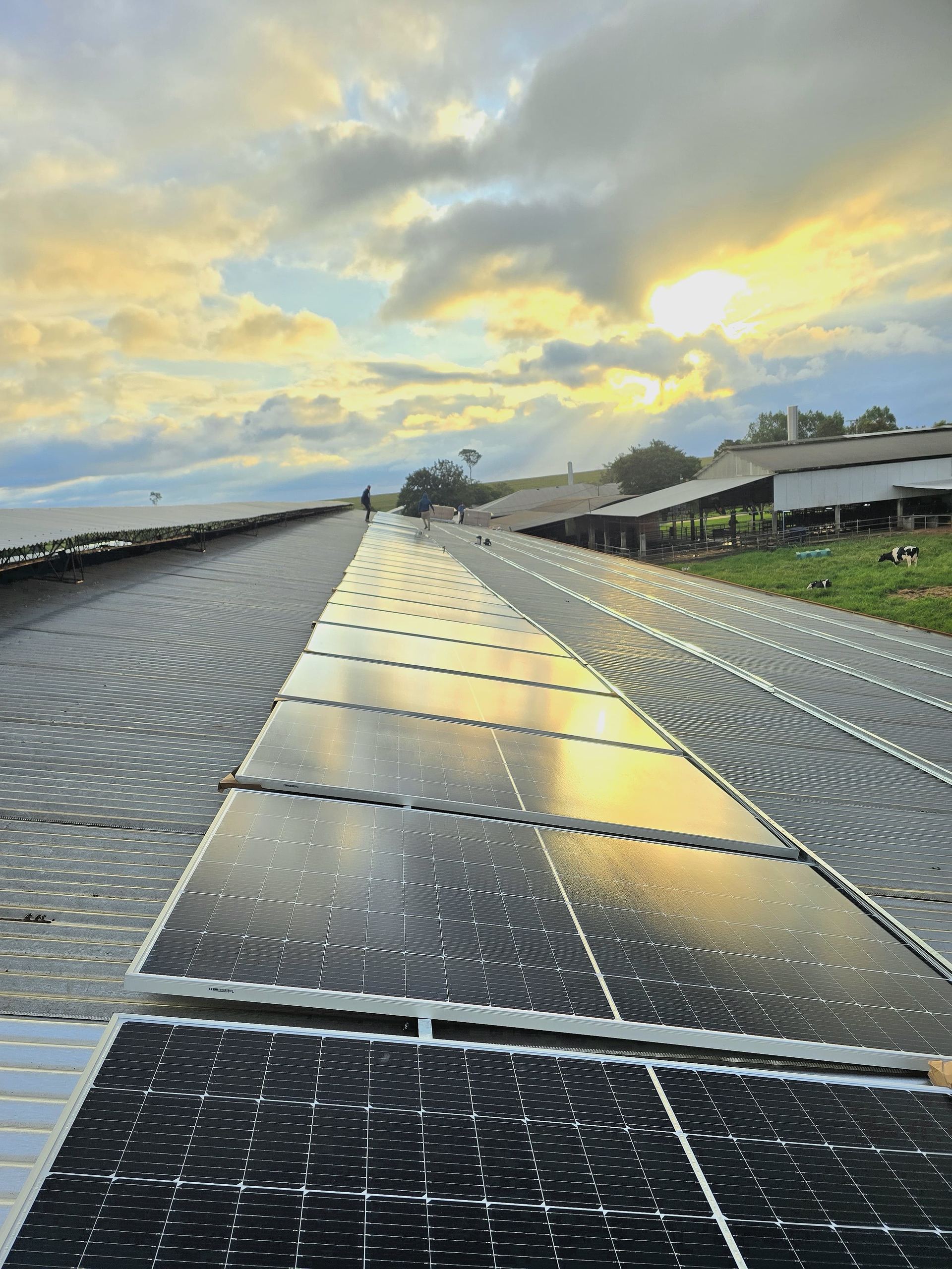 Módulos solares en el techo de un tambo al atardecer, con vacas lecheras al fondo